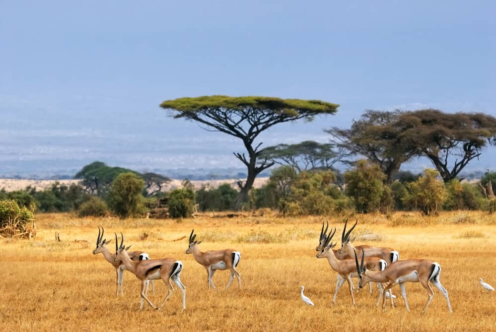 An ensemble of antelopes grazing in an African grassy field during an exciting safari adventure.
