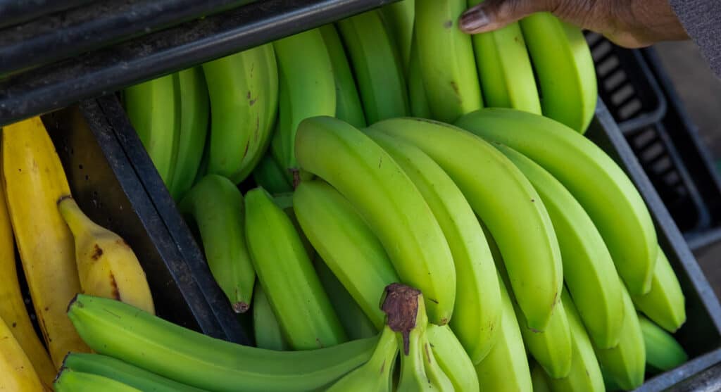 A person is holding a bunch of green bananas.