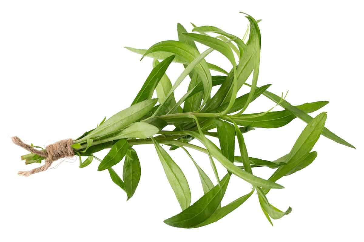 A bunch of tarragon on a white background.