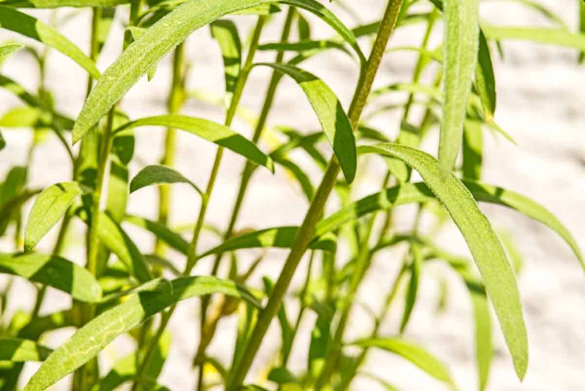 A close up of a tarragon plant.