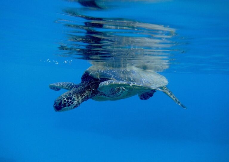 A green sea turtle swimming in the ocean.