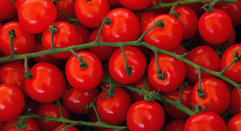 A bunch of red tomatoes on a branch.