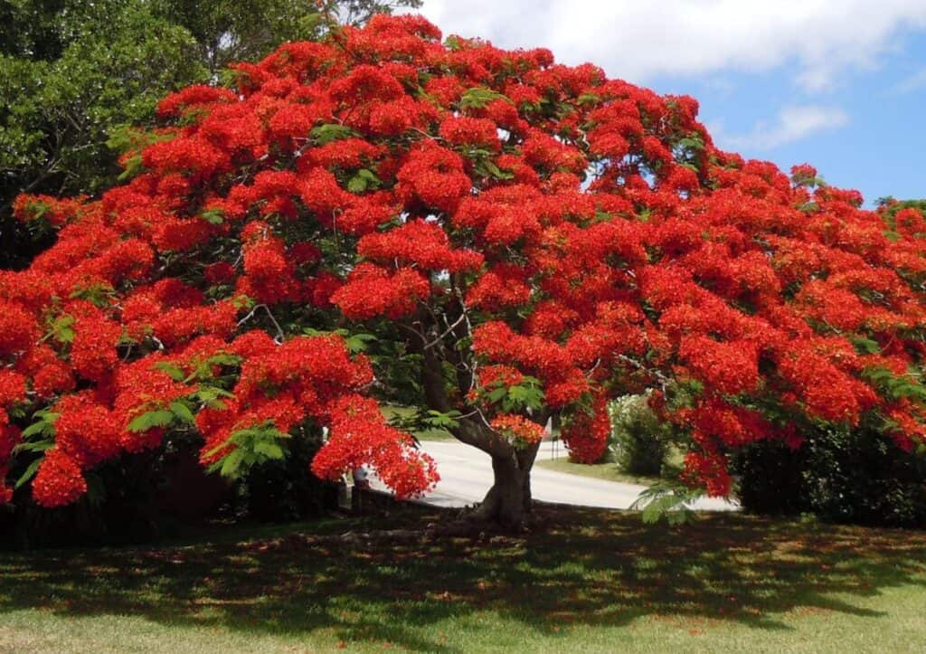 A tree with red flowers in front of a house.