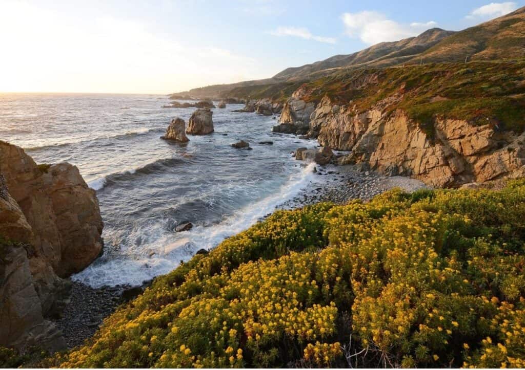 A rocky beach with yellow flowers along the California Coast between San Francisco and San Diego.