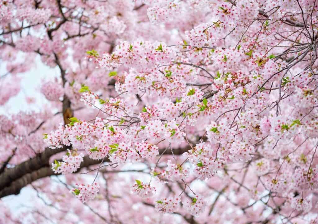 A close up of a pink cherry blossom tree, perfect for those wondering where to see cherry blossoms.
