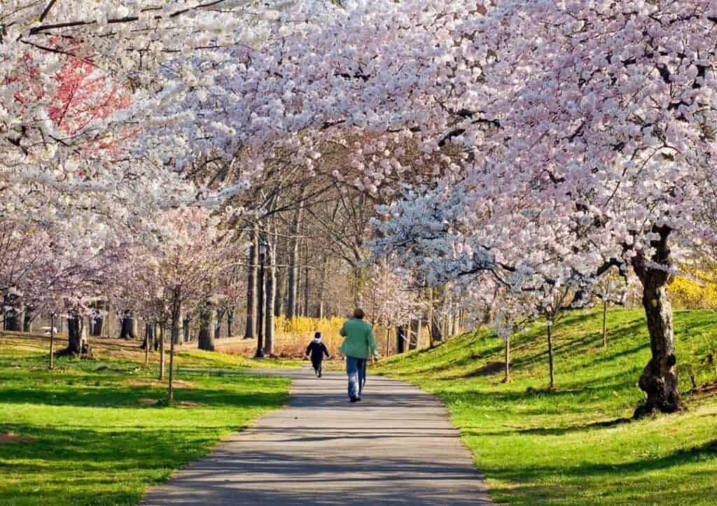 A person walking on a path surrounded by beautiful cherry blossom trees.