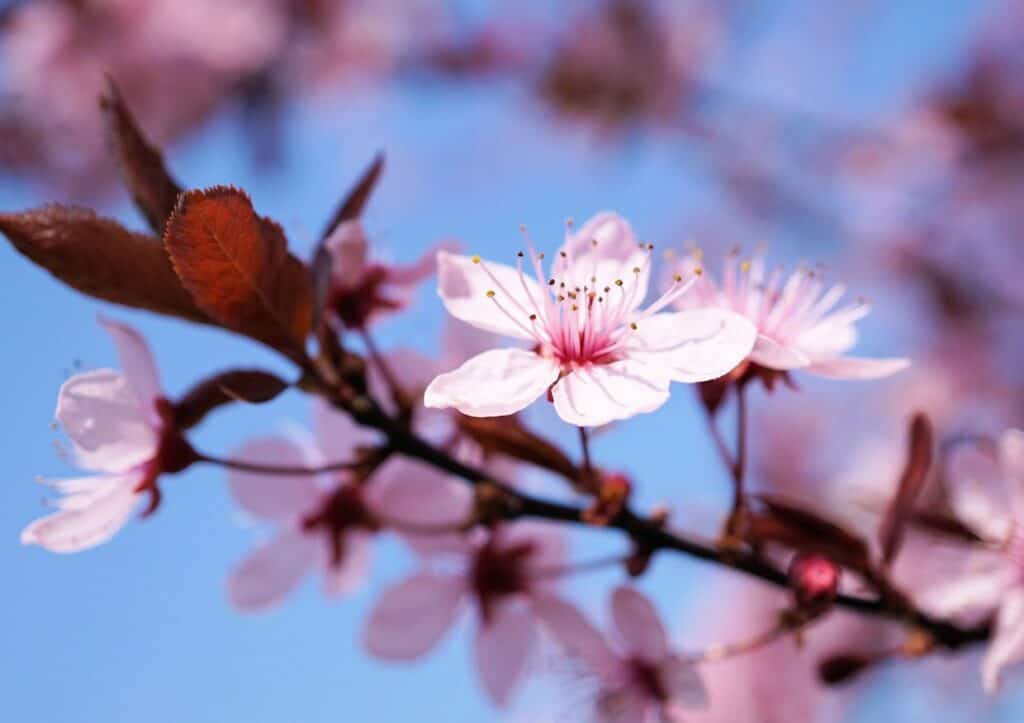 A close up of a flower showcasing the delicate beauty of cherry blossoms.