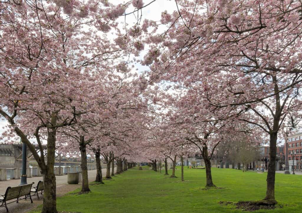 A row of cherry blossom trees with pink flowers.