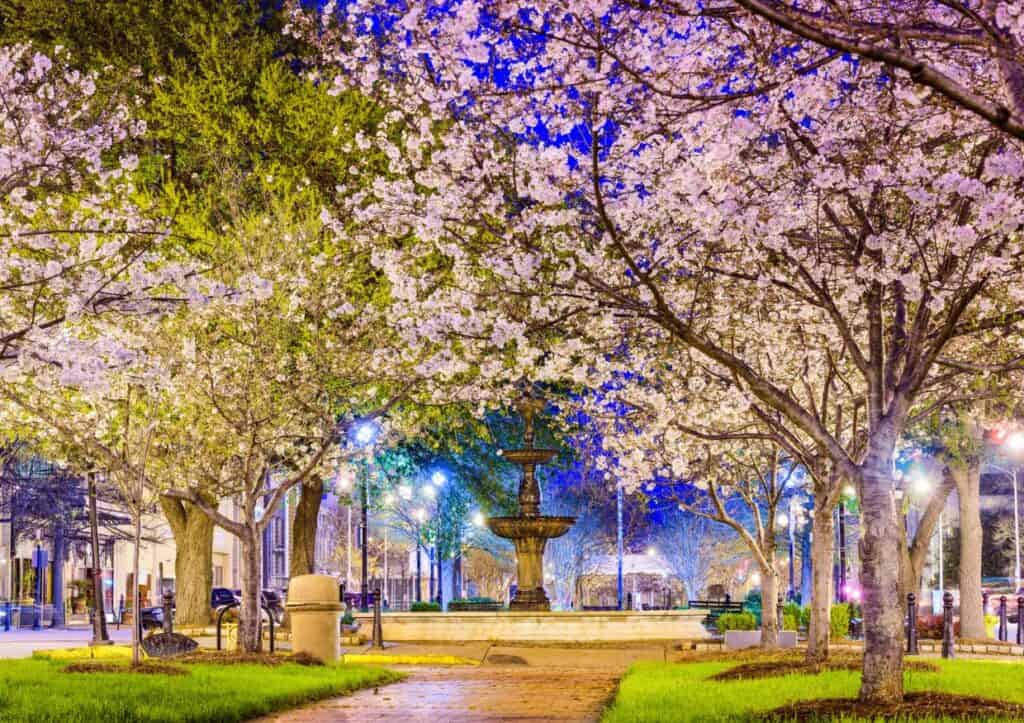 A park with cherry blossom trees surrounding a beautiful fountain, offering a perfect spot to see these vibrant blooms.