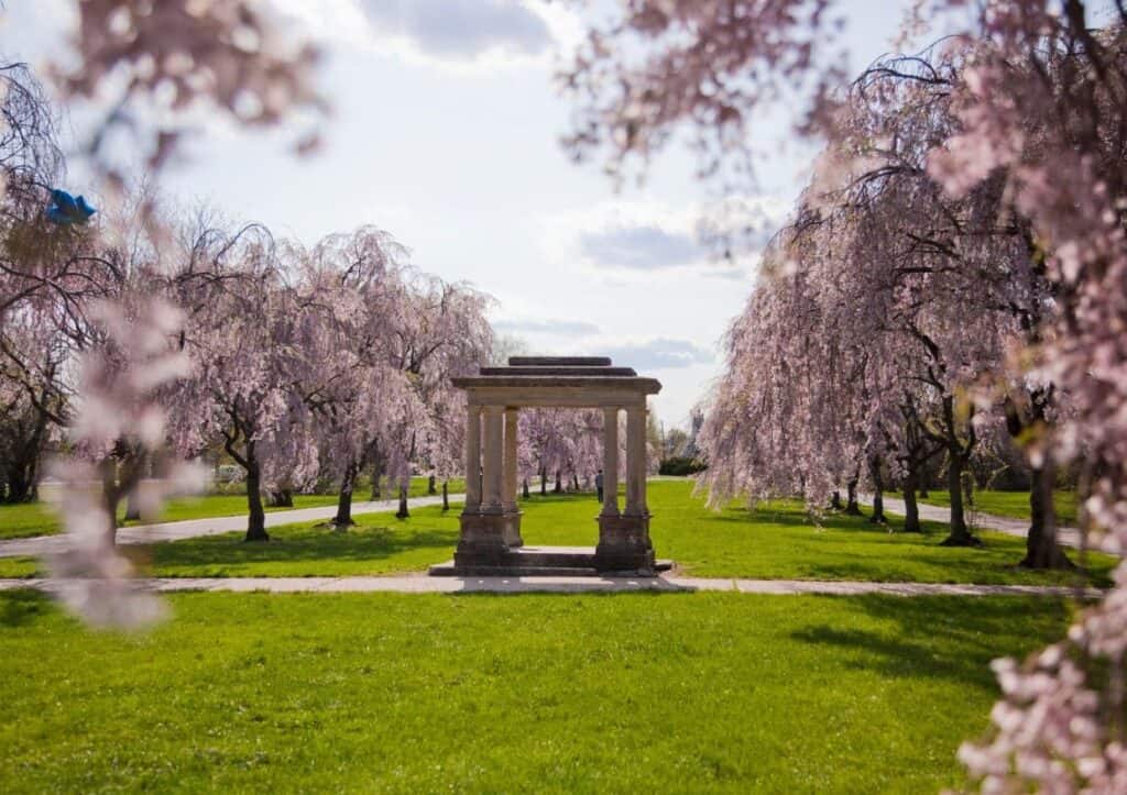 A stone structure in a park with pink flowers where to see cherry blossoms.