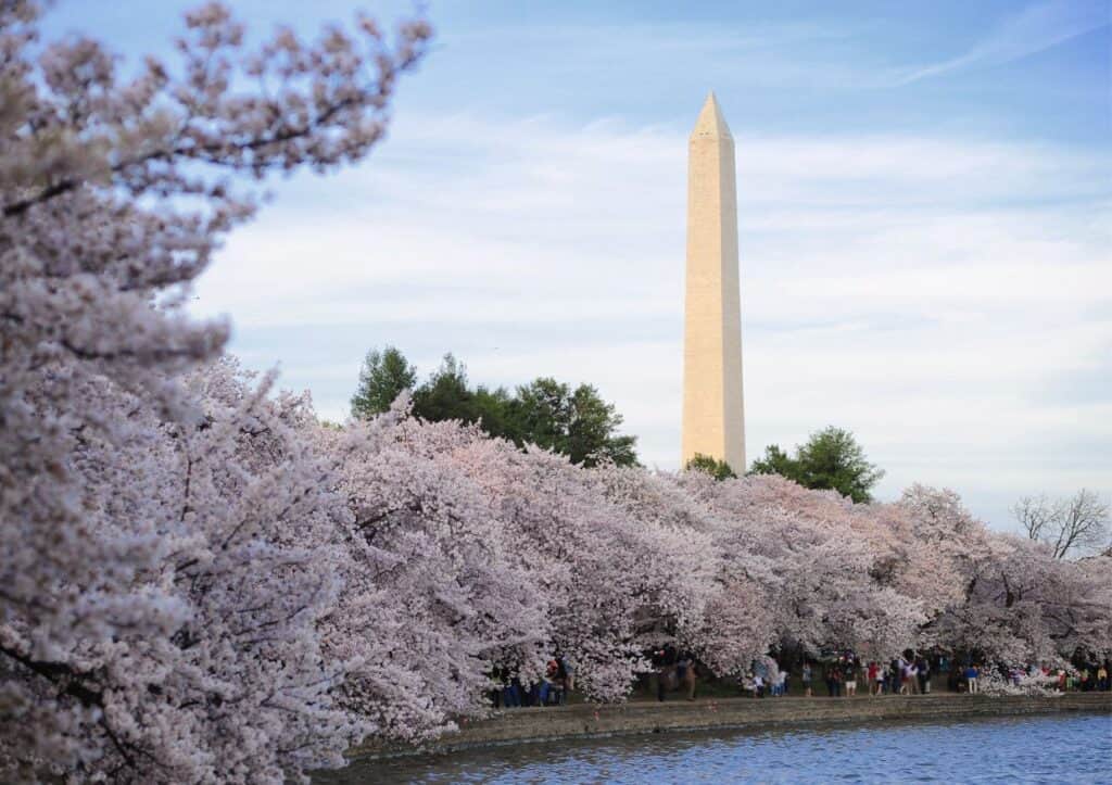 A tall tower with a group of people in front of it where to see cherry blossoms.