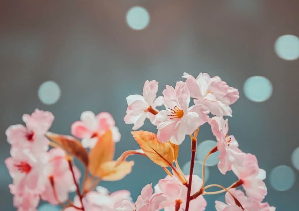 Pink flowers in a vase on a blue background.