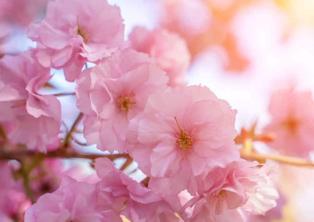 A close up of pink cherry blossoms.
