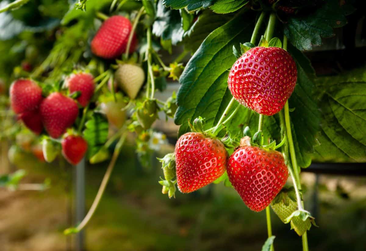 Fresh strawberries hang from a vine in a garden.