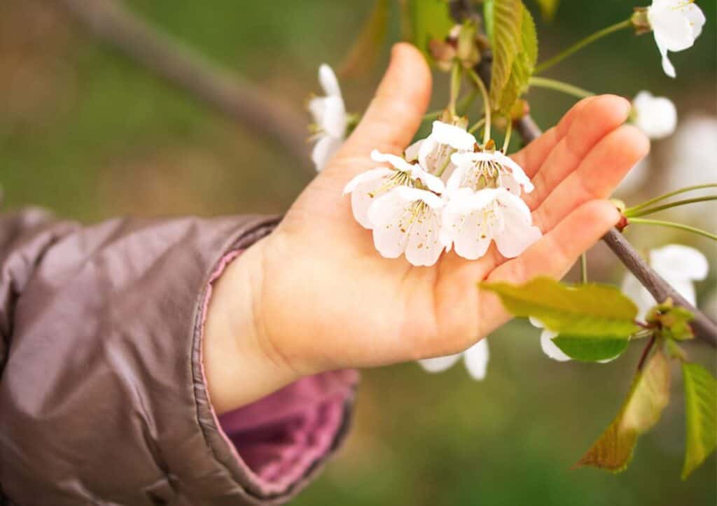 A hand holding white cherry blossoms.