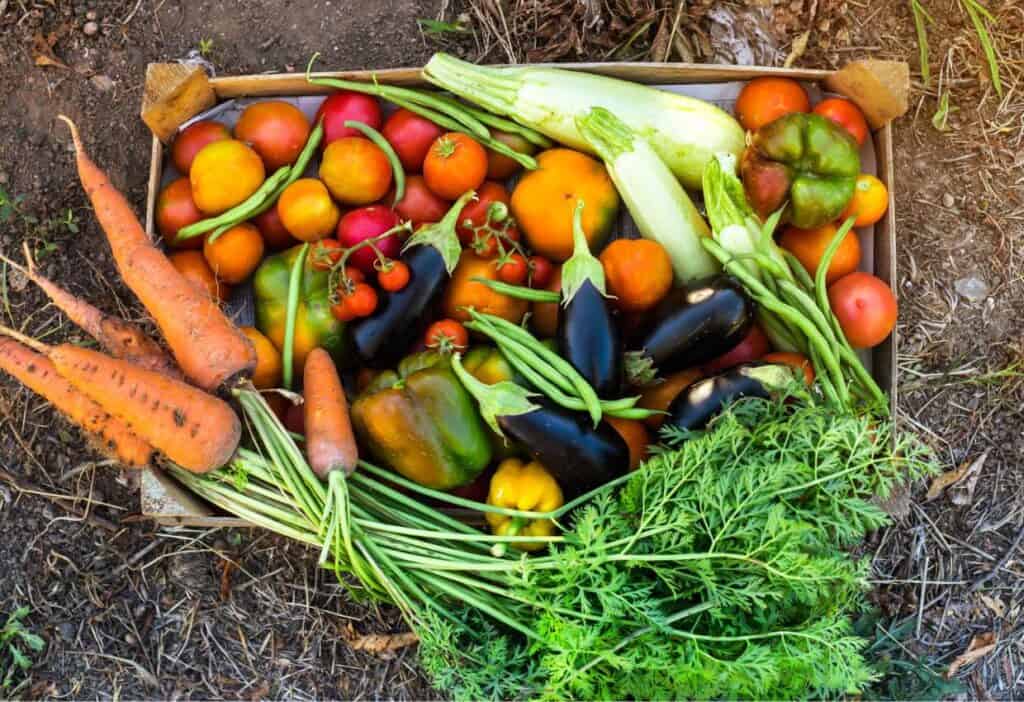 A box full of home-grown vegetables and budget-friendly groceries on the ground.