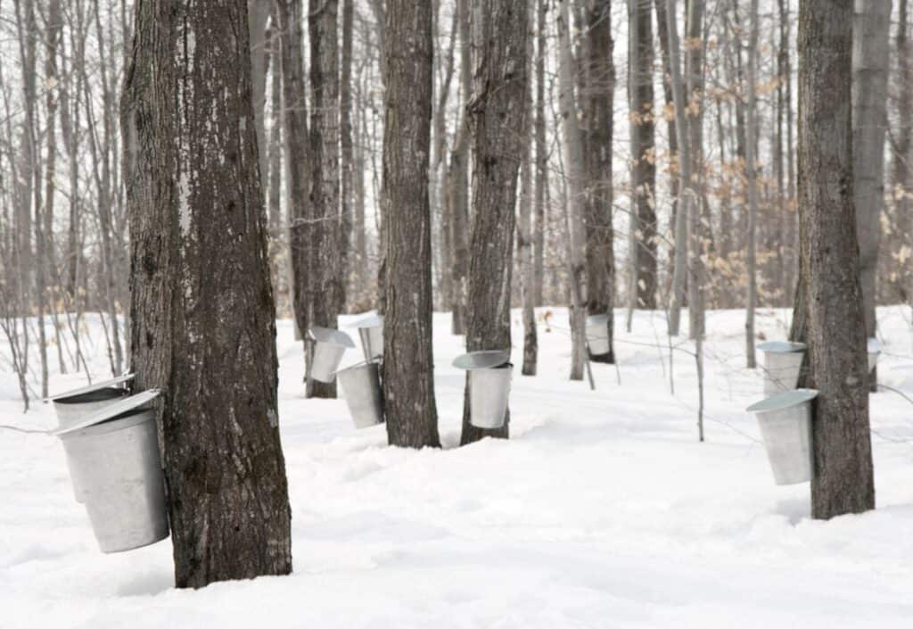 A group of buckets in the snow next to trees during maple syrup season.