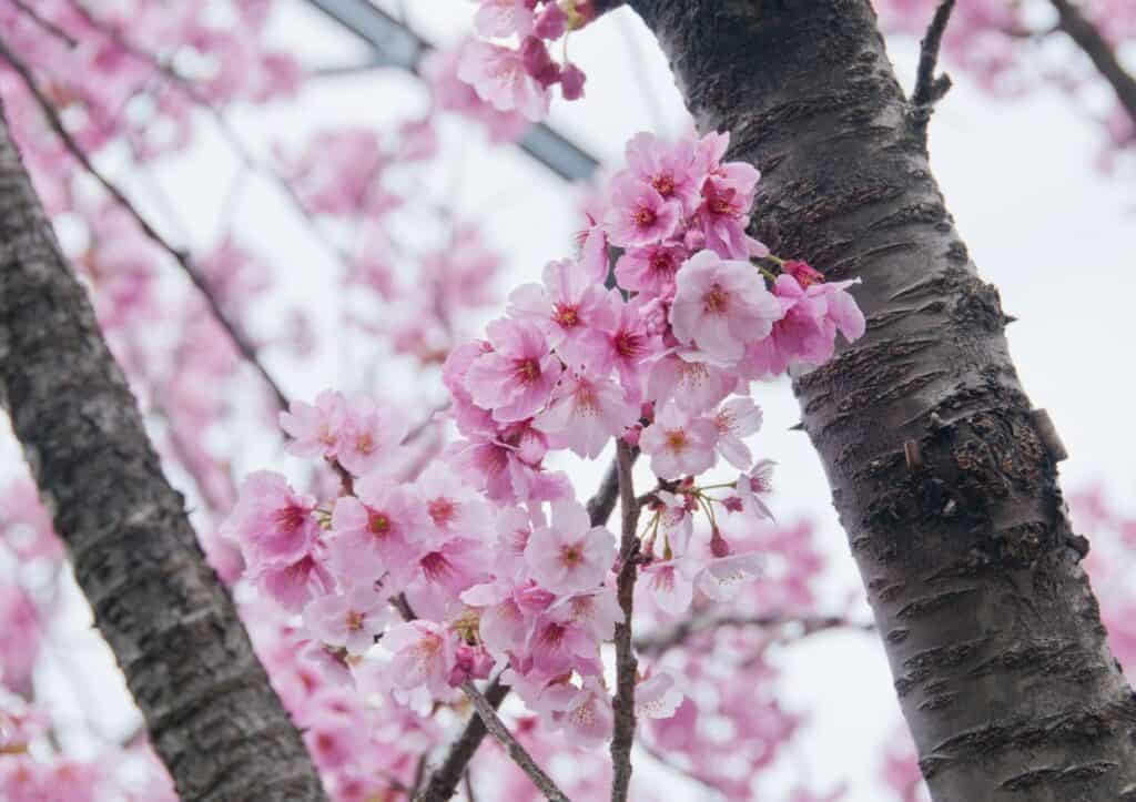 Discover a picturesque tree adorned with delicate pink flowers, the perfect spot to see cherry blossoms.