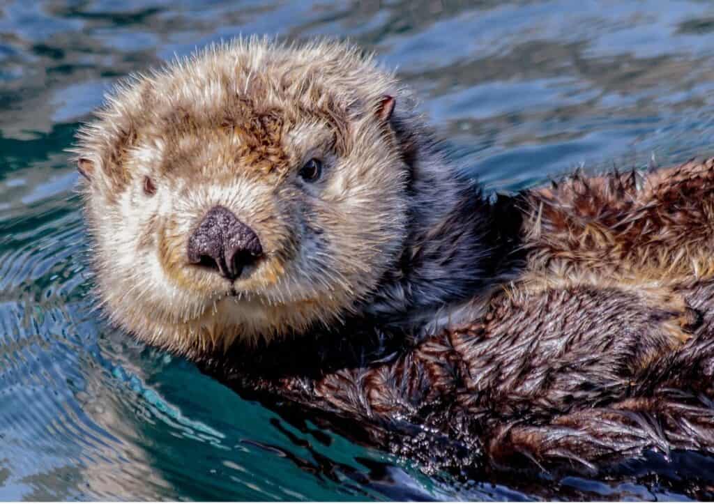 During a California road trip, a sea otter can be seen peacefully floating in the water.
