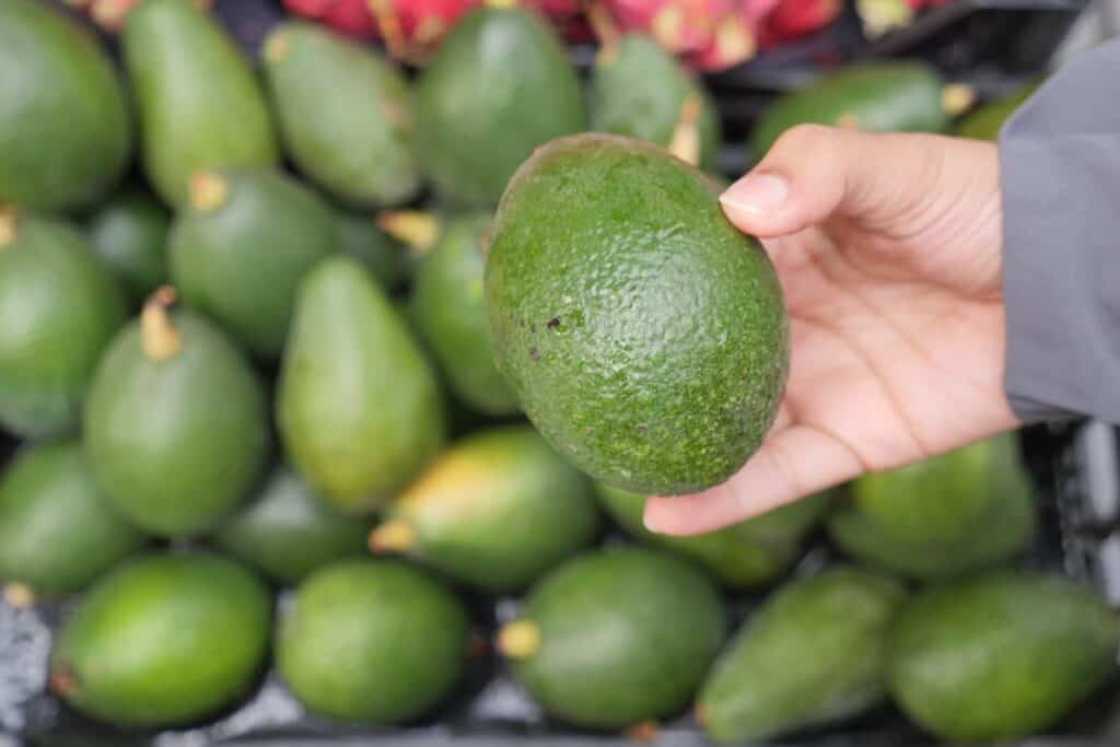 A person is holding an avocado, demonstrating how to buy avocados effectively.