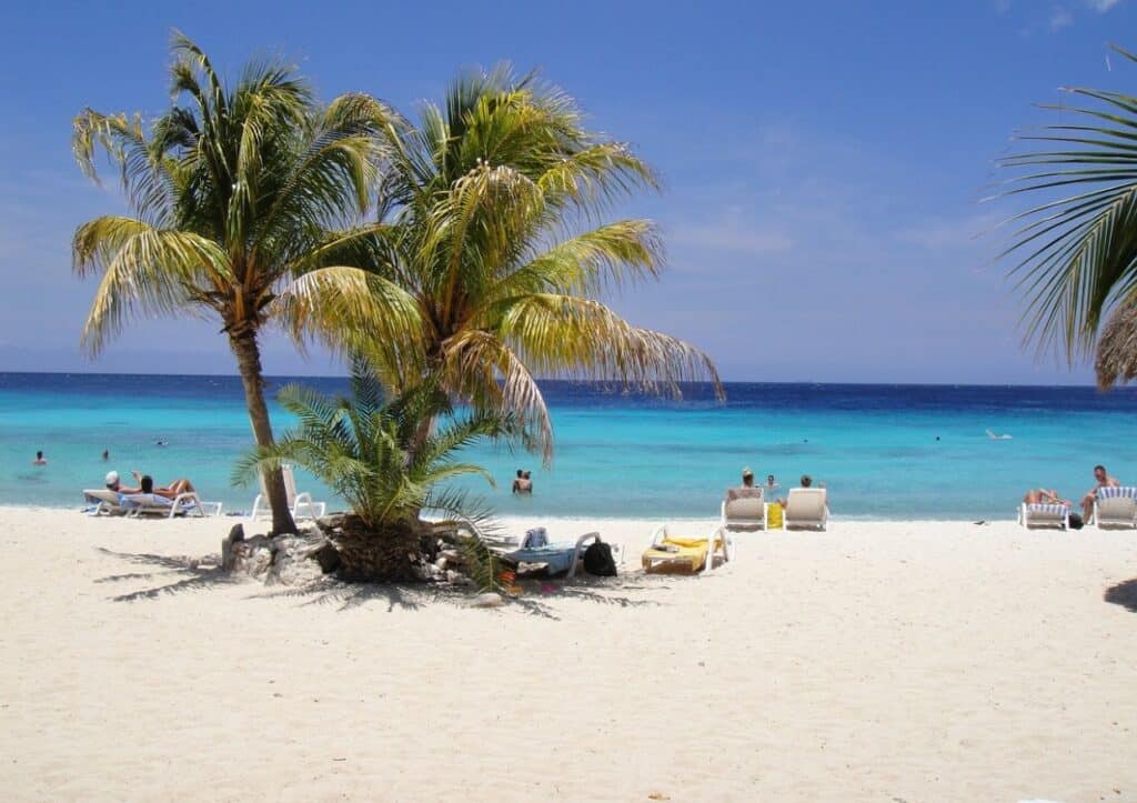 A palm trees on a beach.