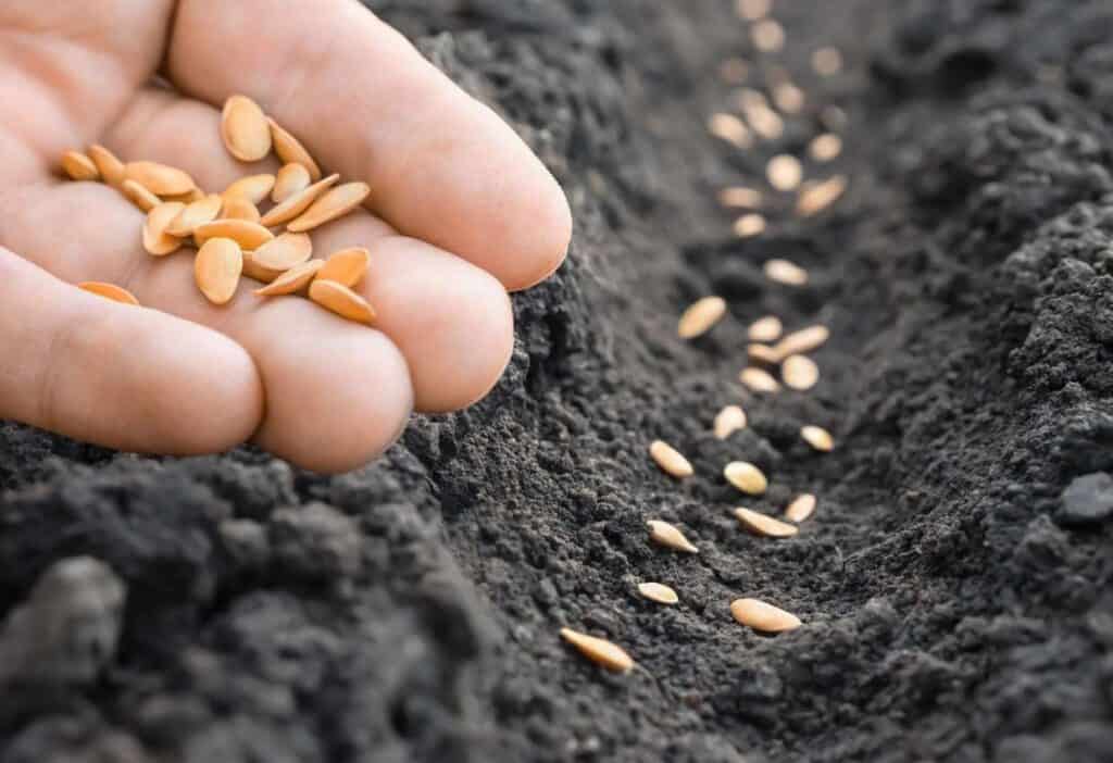 Hand sowing seeds in fertile soil.