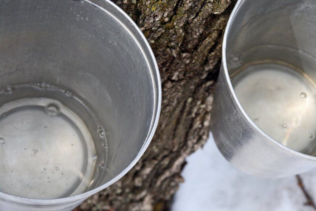 Two buckets of maple syrup on a tree.
