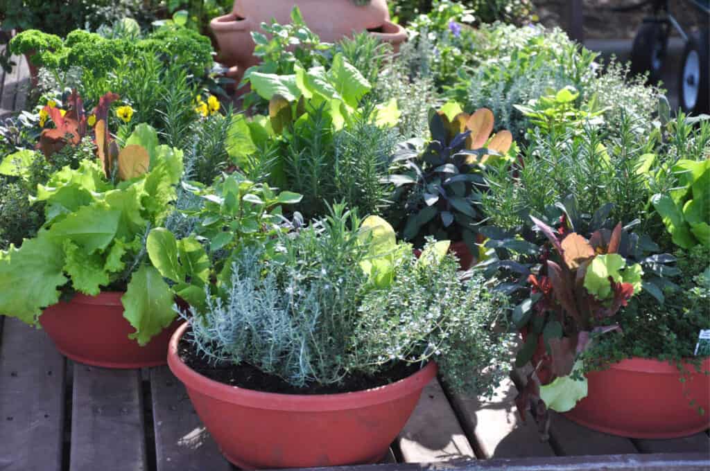 Red pots filled with herb and vegetable plants.