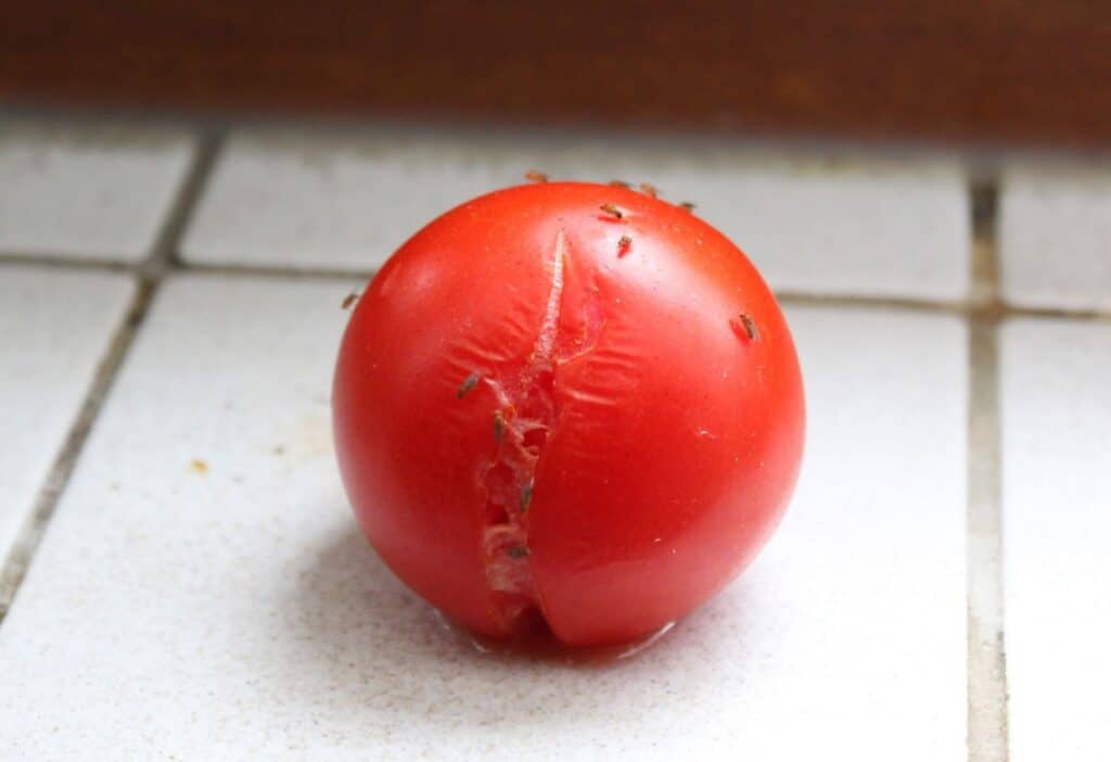 A tomato that has been cut in half.