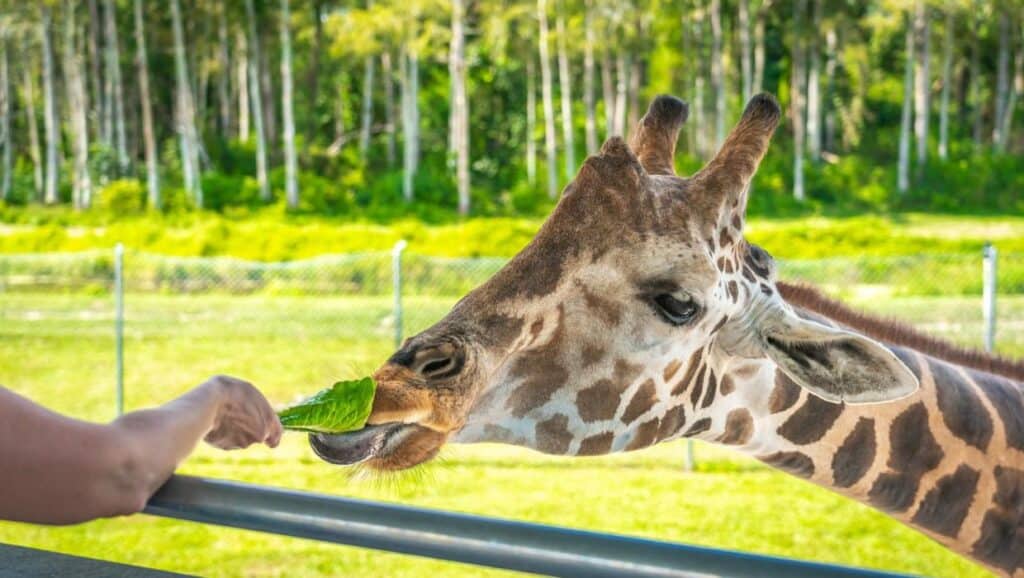 A giraffe being fed a leaf by a human at a wildlife park is one of the exciting things to do in Tampa.