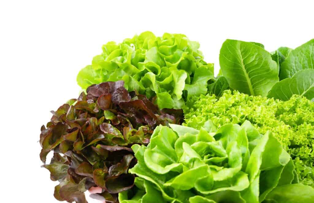 Different types of lettuce on a white background.