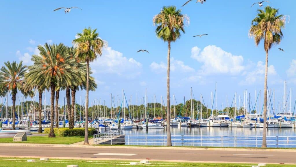 A marina lined with palm trees under a clear blue sky hosts various things to do in Tampa, with docked sailboats and flying birds.