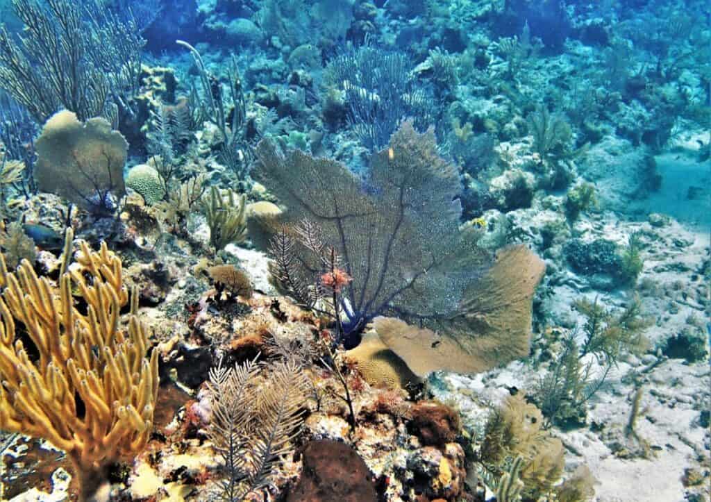 A diverse coral reef ecosystem, featuring the best Caribbean scuba diving, with various corals and sea fans under clear blue water.