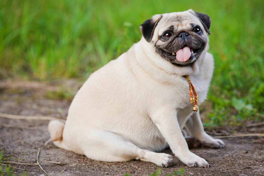 A pug with a collar sitting on a dirt path with grass in the background.