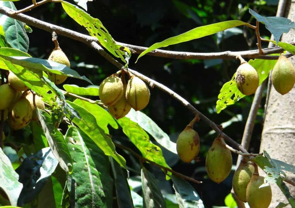 A branch with leaves and several hanging nutmeg fruits in various stages of ripeness.