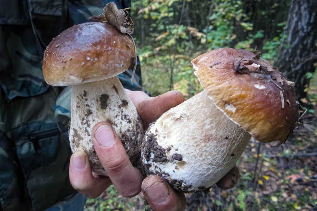 Person holding freshly foraged mushrooms in a forest setting.