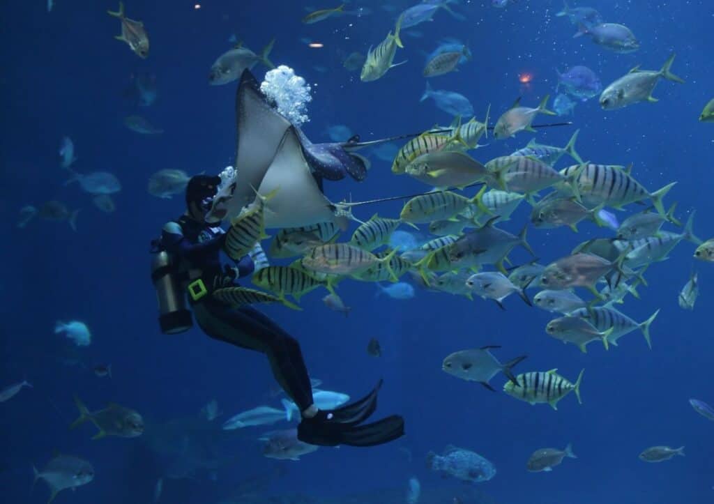 A scuba diver swims underwater surrounded by various fish and a stingray, enjoying the best Caribbean scuba diving experience.