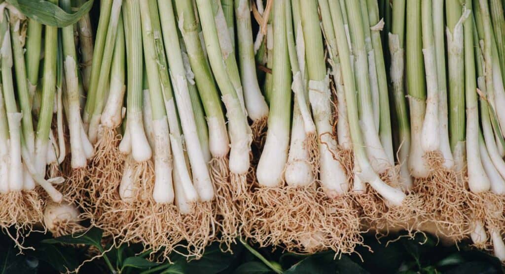 Bunches of fresh green onions with roots displayed in a row.