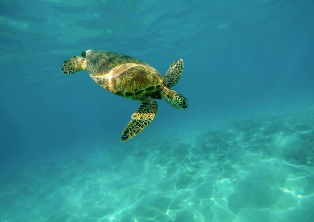 A sea turtle swimming gracefully underwater.