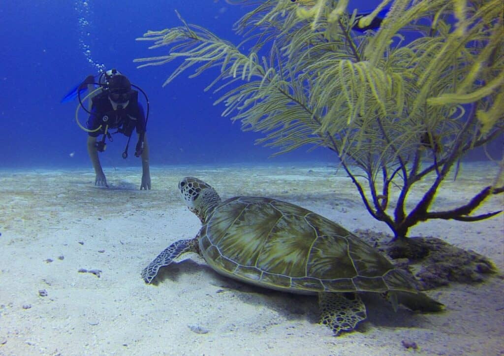 A scuba diver observes a sea turtle near the ocean floor alongside aquatic plants in one of the best Caribbean scuba diving spots.