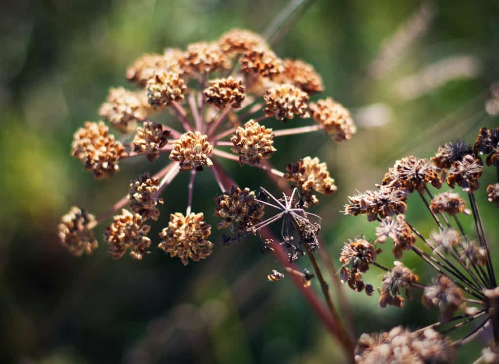 Close-up of dried seed heads of a cumin plant with a blurred green background.
