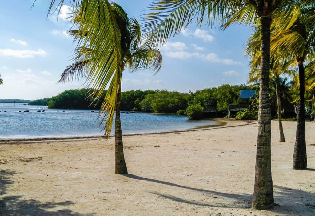 Palm trees on a sandy beach with calm waters and lush greenery in the background under a clear sky.