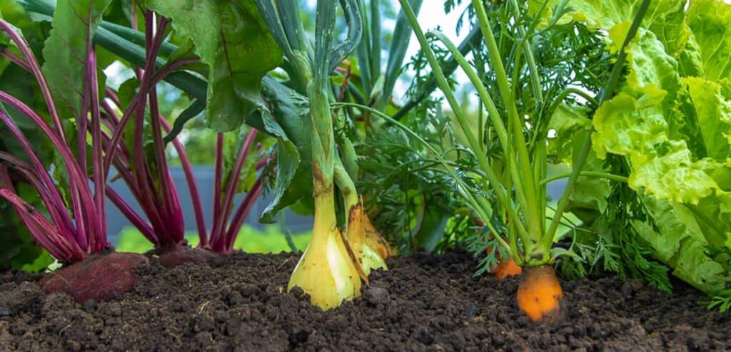 A variety of vegetables growing in soil, including beets, onions, carrots, and lettuce.