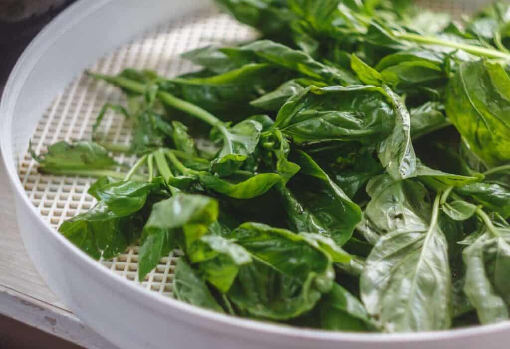 Fresh spinach leaves drying on a white mesh tray.