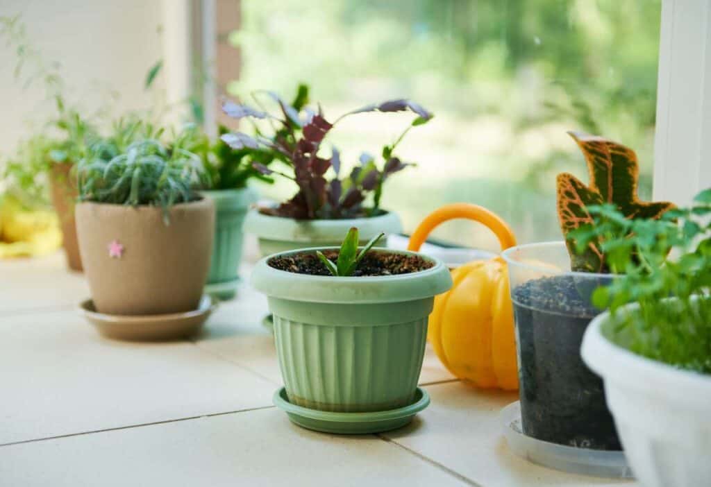 A collection of potted plants on a sunny windowsill with a watering can in the background.