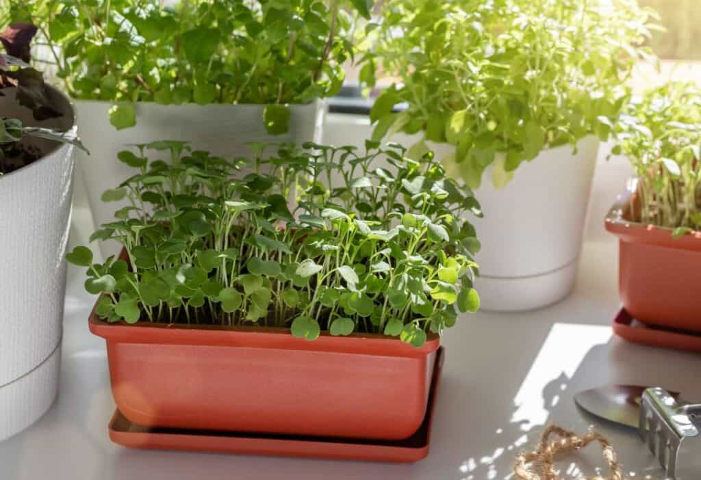 Indoor plants thriving in sunlight on a windowsill.