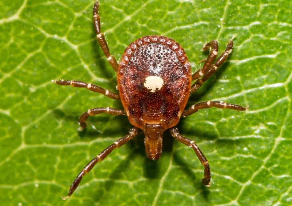 A close-up view of a female lone star tick on a green leaf.