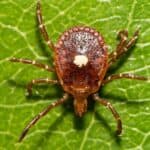 Close-up of a brown tick on a green leaf, potentially carrying alpha-gal syndrome, showing detailed texture on its body and legs.