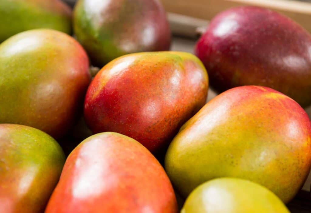 Close-up of ripe mangoes with a gradient of green to red colors.