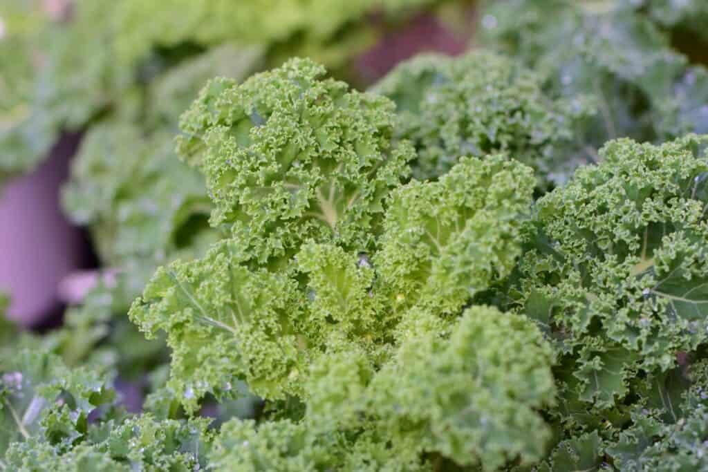 Close-up of fresh, green curly kale leaves growing in a garden.